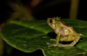 Descubren especie de rana en bosques de los Andes