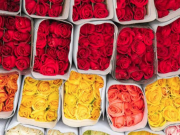 Conozca la Ruta de las Flores para conectar con cultivos en Cundinamarca