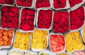 Conozca la Ruta de las Flores para conectar con cultivos en Cundinamarca