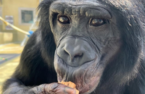 Simios comparten capacidad humana de imaginar, según estudio