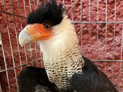Destapan nuevo caso de tráfico de aves en Sumapaz