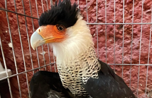 Destapan nuevo caso de tráfico de aves en Sumapaz