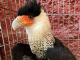 Destapan nuevo caso de tráfico de aves en Sumapaz