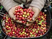 Cauca producirá 1,5 millones de sacos de café