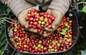 Cauca producirá 1,5 millones de sacos de café