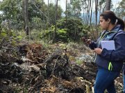 CAR frena ecocidio tras tala masiva de robles y pinos