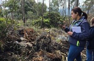 CAR frena ecocidio tras tala masiva de robles y pinos