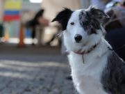 4.000 esterilizaciones gratis para perros y gatos en marzo: ¿Cómo inscribirse?