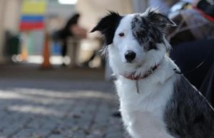 4.000 esterilizaciones gratis para perros y gatos en marzo: ¿Cómo inscribirse?