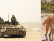La ciencia descubre que la guerra en Ucrania cambió a los perros callejeros en su forma y adaptación de vida