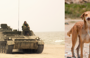 La ciencia descubre que la guerra en Ucrania cambió a los perros callejeros en su forma y adaptación de vida
