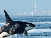 Desconcierto en la ciencia: las orcas se estarían atacando y comiendo entre sí, un canibalismo no documentado antes