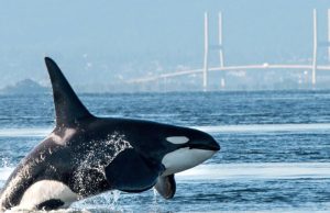 Desconcierto en la ciencia: las orcas se estarían atacando y comiendo entre sí, un canibalismo no documentado antes
