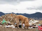 Animales en condición de calle, una problemática creciente que exige acción y compromiso