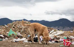 Animales en condición de calle, una problemática creciente que exige acción y compromiso