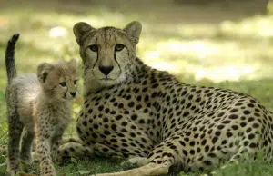 La ONU declara 40 nuevas especies protegidas, incluidas el guepardo y el tiburón martillo