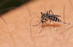 Vacuna contra el dengue será gratuita para niños entre 6 y 16 años en municipios priorizados gracias a acción popular