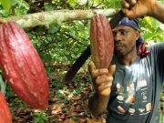 El 20 % de las áreas aptas para cultivar cacao en Colombia podrían perderse hacia 2050, advierte estudio: estas serían las zonas impactadas