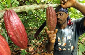 El 20 % de las áreas aptas para cultivar cacao en Colombia podrían perderse hacia 2050, advierte estudio: estas serían las zonas impactadas