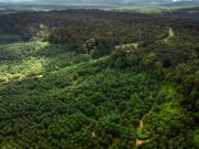 Cinco países concentran más de la mitad de los bosques del mundo en medio de una alerta global