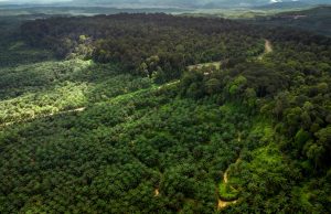 Cinco países concentran más de la mitad de los bosques del mundo en medio de una alerta global