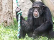 Controversia por estado del chimpancé Yoko tras su traslado de Colombia a santuario en Brasil