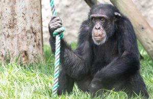 Controversia por estado del chimpancé Yoko tras su traslado de Colombia a santuario en Brasil