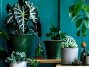 Tres plantas de interior que crecen en agua para decorar su casa sin usar tierra