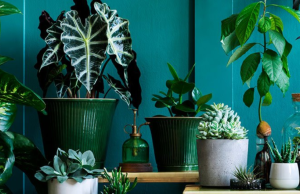 Tres plantas de interior que crecen en agua para decorar su casa sin usar tierra