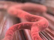 Arranca en Japón tratamientos con células reprogramadas: ¿Qué son y cómo funcionan en la salud?