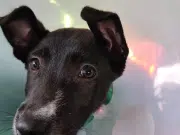 Esterilización gratis para perros y gatos en Colombia: cómo acceder y quiénes pueden aplicar