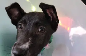 Esterilización gratis para perros y gatos en Colombia: cómo acceder y quiénes pueden aplicar