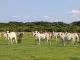 Lanzan guía para coordinar políticas y acciones frente a clima, sistemas alimentarios y biodiversidad en Colombia