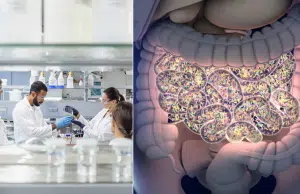 Identifican una molécula de la microbiota intestinal que alarga la vida de ratones con enfermedades mitocondriales