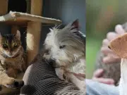 Trivia Maloka | ¿Por qué los perros suelen tener la nariz húmeda Y para qué sirven los bigotes en los gatos? Descúbralo aquí