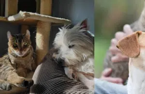 Trivia Maloka | ¿Por qué los perros suelen tener la nariz húmeda Y para qué sirven los bigotes en los gatos? Descúbralo aquí