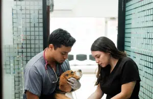 El síntoma en perros que muchos dueños ignoran y podría ser señal de una enfermedad mortal