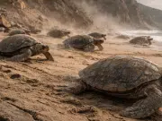 Cierran playa en el Urabá por temporada de tortugas: cuatro especies distintas anidan en la zona restringida a turistas