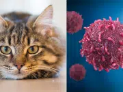 ¿Su gato estornuda mucho? Conozca las posibles razones y el momento clave para visitar al veterinario