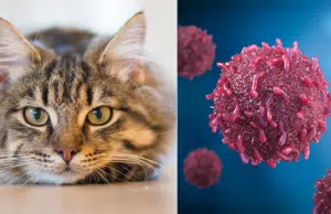 ¿Su gato estornuda mucho? Conozca las posibles razones y el momento clave para visitar al veterinario