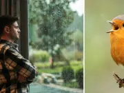 ¿Llegan pájaros a su casa para cantar? Esto significa y lo que dice de su hogar