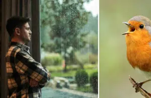 ¿Llegan pájaros a su casa para cantar? Esto significa y lo que dice de su hogar
