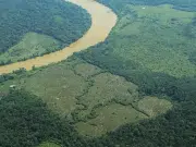 Avanza la devastación en la Amazonía colombiana: vías ilegales, coca y ganadería expanden la frontera de la deforestación