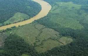 Avanza la devastación en la Amazonía colombiana: vías ilegales, coca y ganadería expanden la frontera de la deforestación