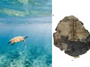El fósil de una tortuga marina de 150 millones de años descubierta en Colombia que cambia lo que sabíamos del mar
