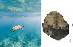 El fósil de una tortuga marina de 150 millones de años descubierta en Colombia que cambia lo que sabíamos del mar