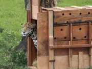 Jaguar liberado por la CAR ha recorrido más de 590 kilómetros en tres meses de libertad