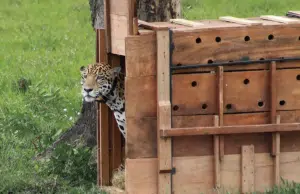 Jaguar liberado por la CAR ha recorrido más de 590 kilómetros en tres meses de libertad