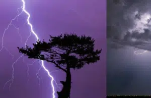 Por primera vez la ciencia capta misteriosas chispas eléctricas en los árboles durante una tormenta: ¿qué son?