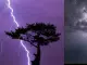 Por primera vez la ciencia capta misteriosas chispas eléctricas en los árboles durante una tormenta: ¿qué son?